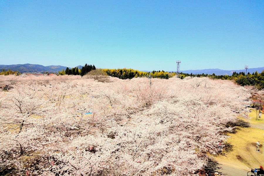 【鹿兒島宮崎櫻花祭】百選忠元公園、玉手箱列車、母智丘公園、櫻島火山5日