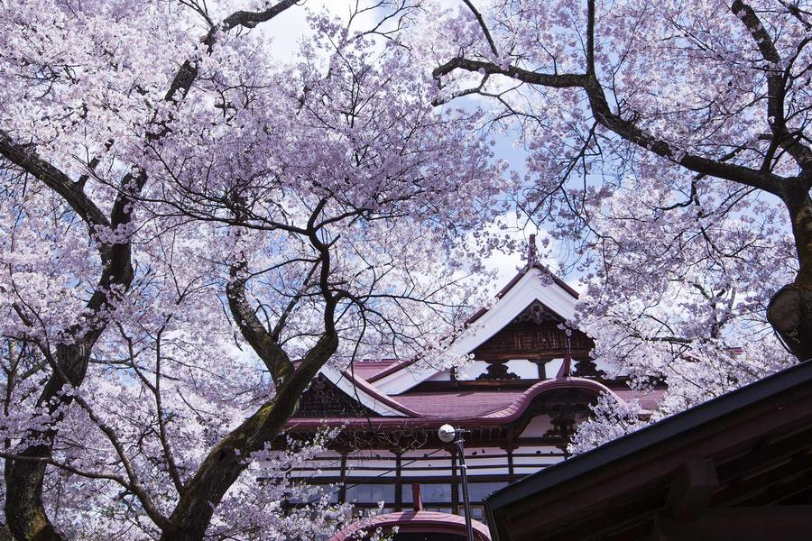 能登假期 高遠城址櫻花賞 立山黑部合掌村5日(能登包機)