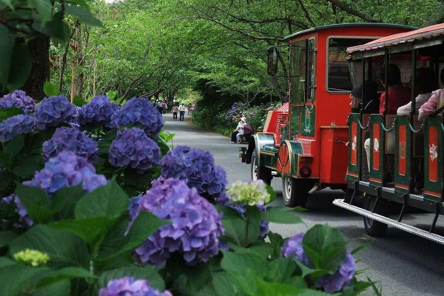 富靜濱松花園、立山鬱金香、清水港玉露、上高地合掌村5日