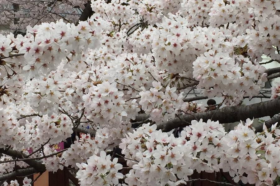 戀釜山~鯨魚生態、草莓酒莊、鐵道自行車、彩繪村、龍蝦一隻雞5日【釜航】