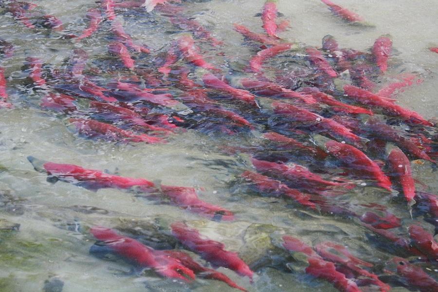 加拿大洛磯山脈 鮭魚迴遊 露易絲湖 班夫 纜車 迷你彩虹船 九日