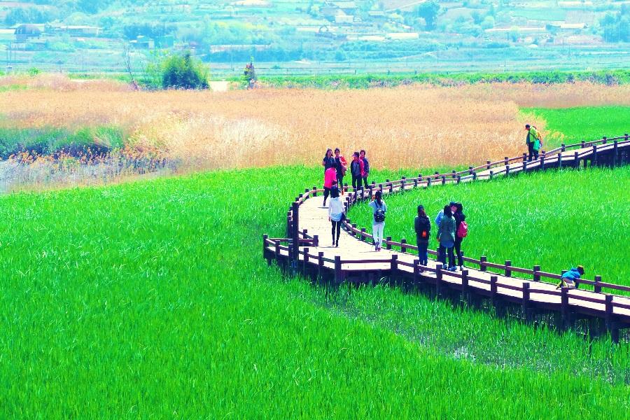 《全羅風情》寶城茶園、順天灣濕地、樂安邑城、閑麗水道纜車、壁畫村6日