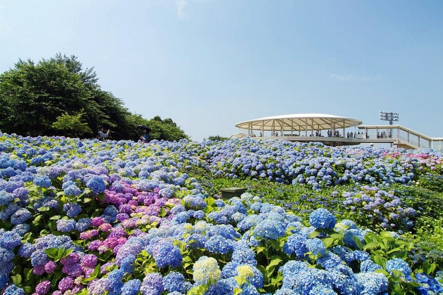 伊勢神宮平等院、名花之里纜車、南紀黑潮水族館5日（名古屋）