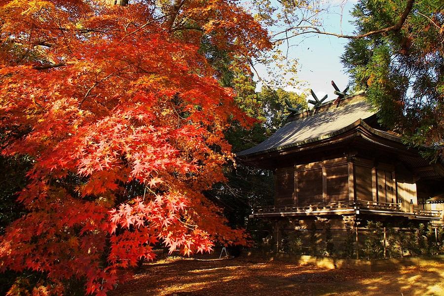 【楓愛豪斯登堡】九十九島船.秋月城跡.御船山.湯布院.唐戶海鮮市場六日