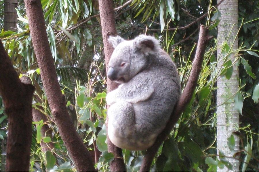 【送無尾熊抱抱合照】黃金海岸六日~庫倫濱動物園、遊艇、拜倫灣、螢火蟲