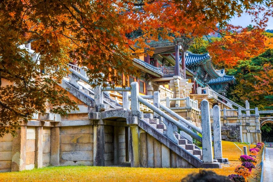 釜山玩很大~農村採果樂、馬飛亭璧畫村、 薰香花園、泰迪熊5日【早晚】