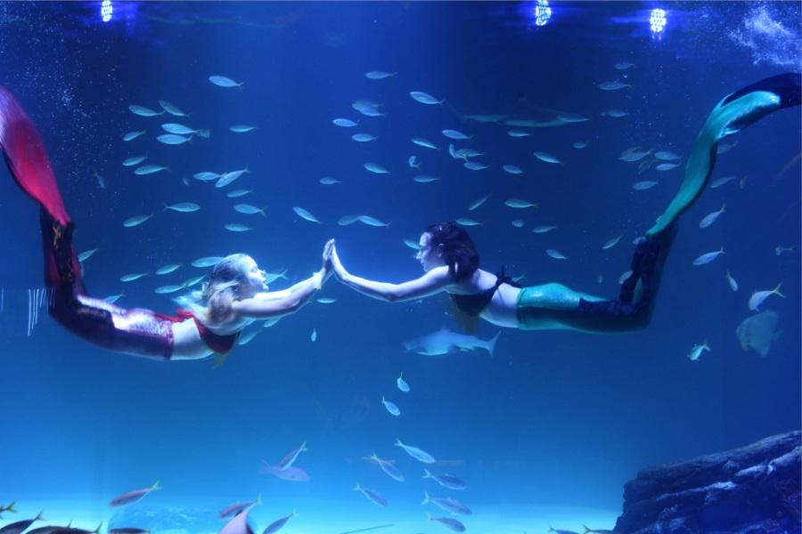 冬戀釜慶~愛來美人魚、海雲台海濱、香草之丘、青沙浦燈塔5日【不進保肝】