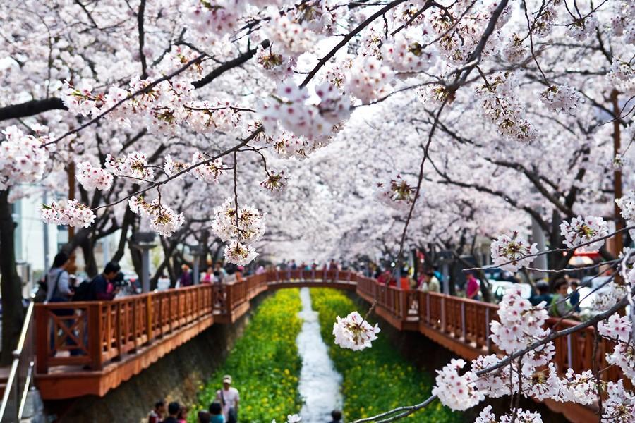 【鎮海櫻花雪】最美櫻花隧道、余佐川羅曼史橋、海洋列車、海雲台夜景5日