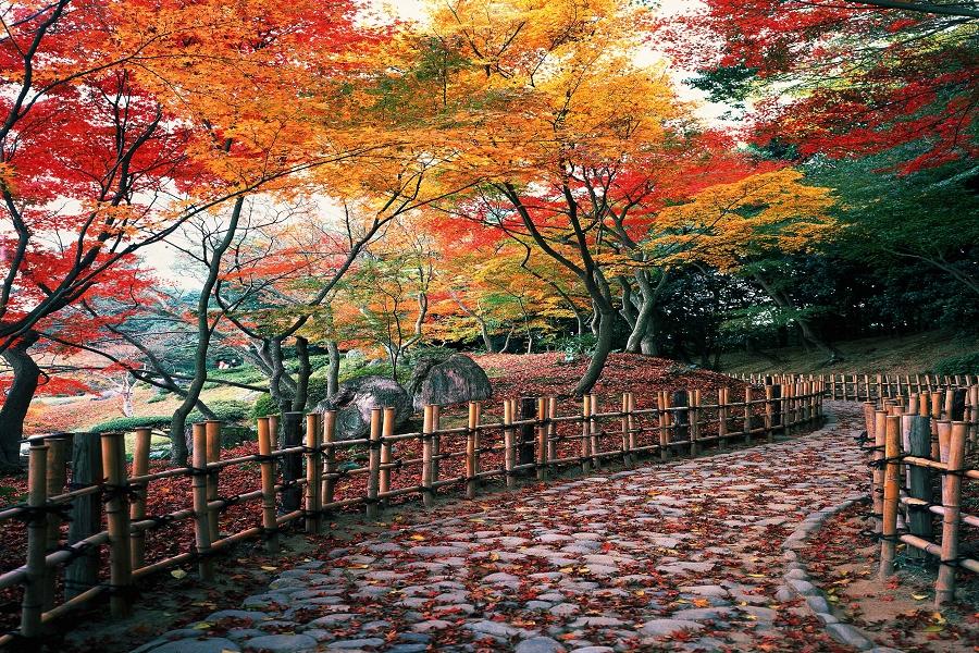 秋楓四國★岡山後樂園、祕境大步危、倉敷美觀、道後懷古列車5日