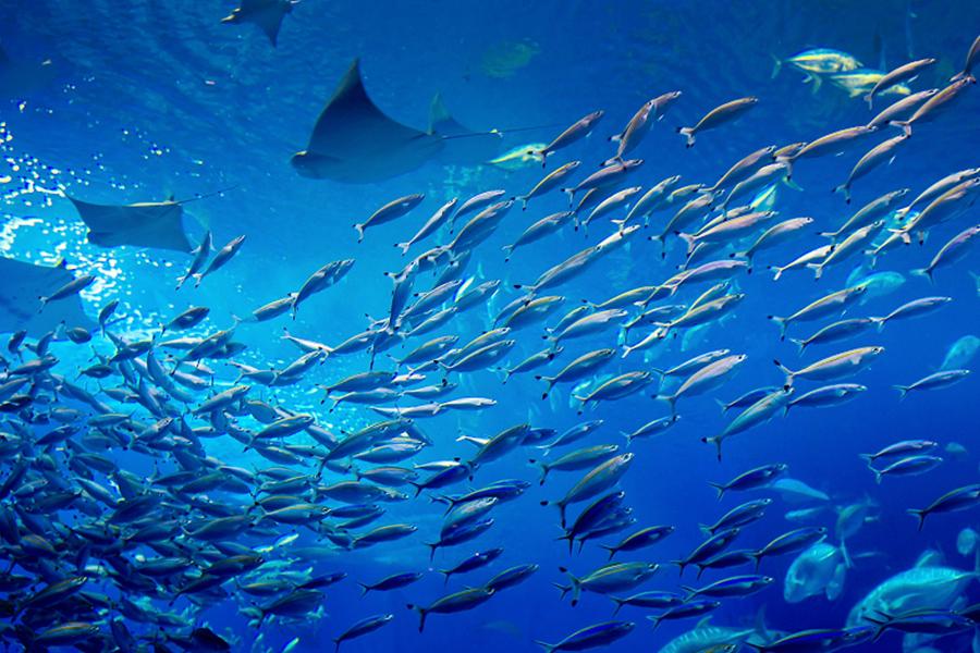 【金鼠迎春沖繩】藍染體驗、古宇利塔下午茶、美之海水族館、蒸氣海鮮4日