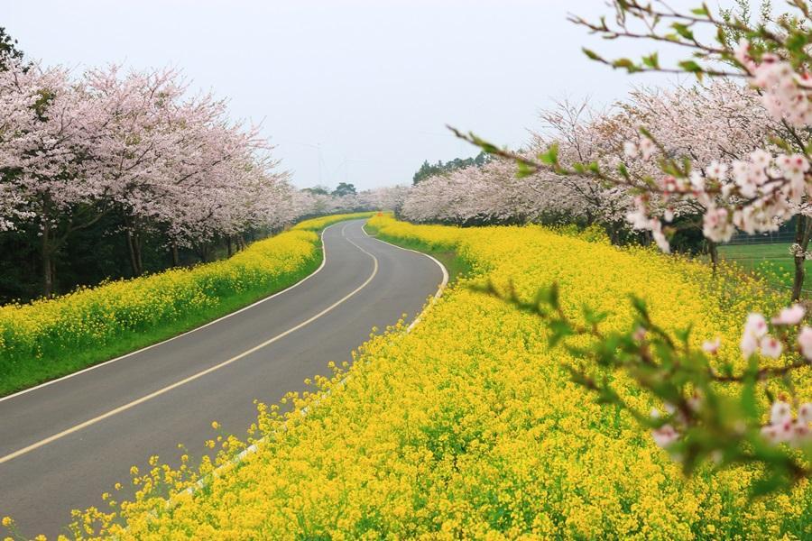 【春遊濟州】市區2晚、油菜花海、史努比庭園、城山日出峰、餵萌鹿體驗5日