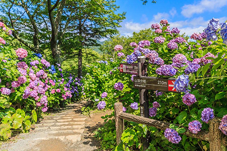 萬紫千紅 紫陽花賞限定 下田花祭 鎌倉長谷寺 日比谷中城 關東5日 國外團體旅遊 東南旅遊網