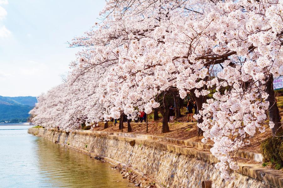 【鎮海櫻花戀】花語校村韓服、慶和火車站、X 摩天樓、長腳蟹吃到飽5日