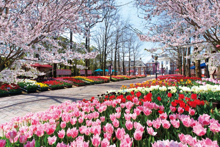 【春櫻豪斯登堡】九十九島船、久住花公園、御船山、湯布院、唐戶市場6日