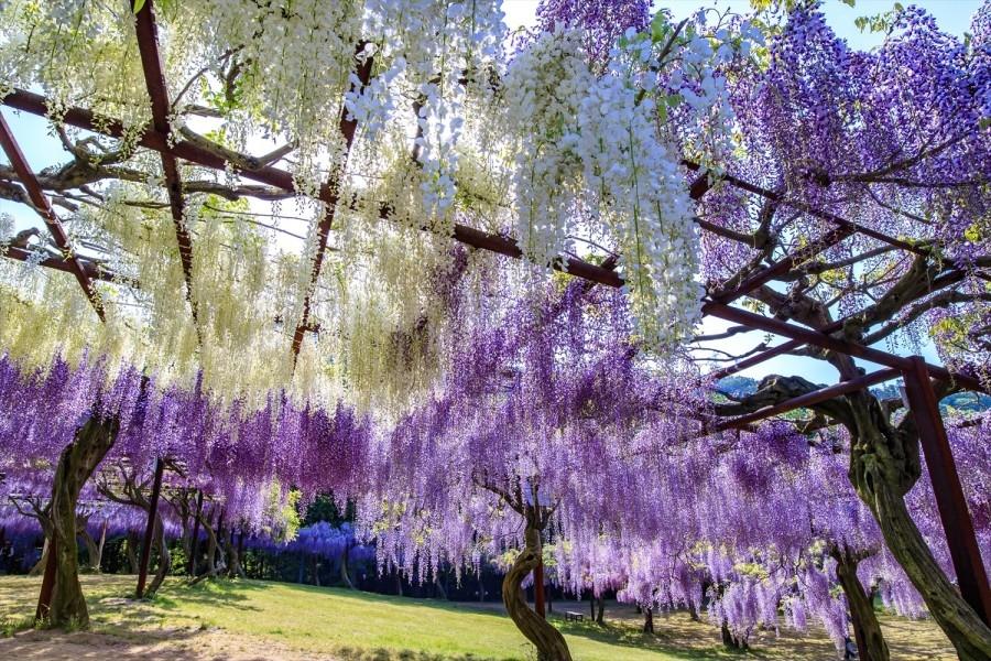 四國松山、後樂園、紫藤公園、倉敷、大步危、葛藤橋、DIY烏龍麵5日