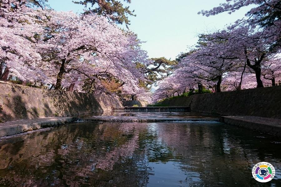 【櫻姿喚花】大阪.伊根灣天橋立.美山.京都哲學之道.嵐山背割堤尋櫻5日