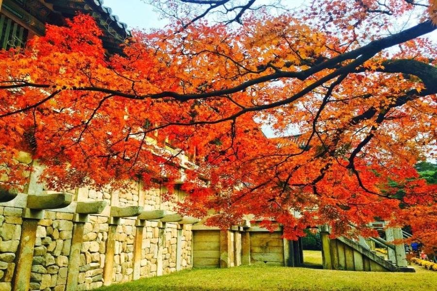 【楓迷釜慶】梵魚寺&華明樹木園賞楓銀杏、校村遊韓屋、松島海上纜車5日