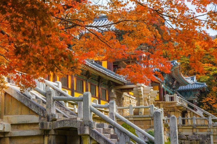 【楓紅釜慶】梵魚寺金剛纜車、校村韓服體驗、蔚藍海岸咖啡、長腳蟹美食5日