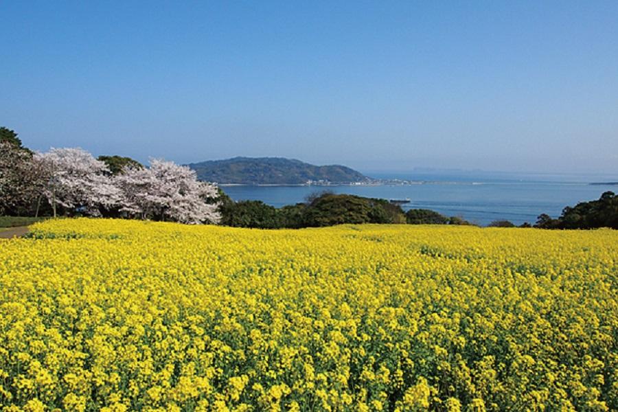 【宇部櫻花季】大分油菜花海、下關水族館、湯布院、山口九州雙溫泉4日