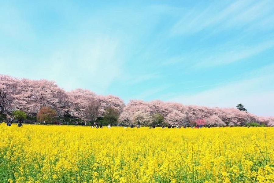 【櫻花遊宇部】大分油菜花海、御船山樂園、湯布院小鎮、湯田嬉野三湯宿5日