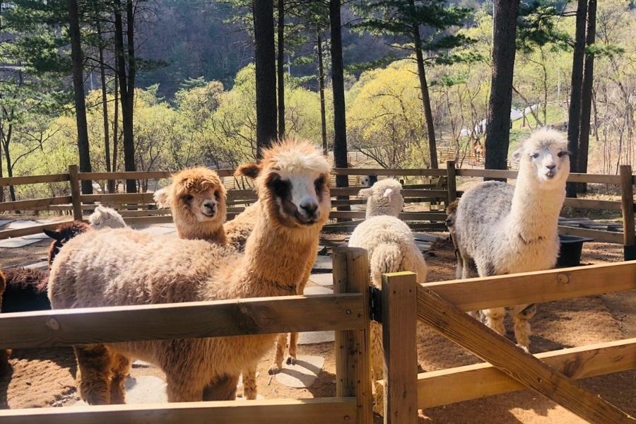 五星鉑爾曼~韓國平康樹木園、可愛羊駝樂園、VR體驗、南怡島5日