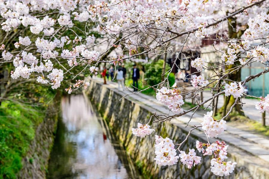 【櫻花漫漫】大阪背割堤.京都二条城夜櫻.平安神宮.哲學之道.姬路城5日