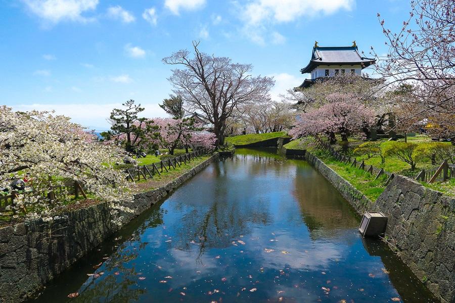 【北海道獻櫻情】松前公園.二十間道路櫻並木.善光寺石割櫻.函館夜景6日