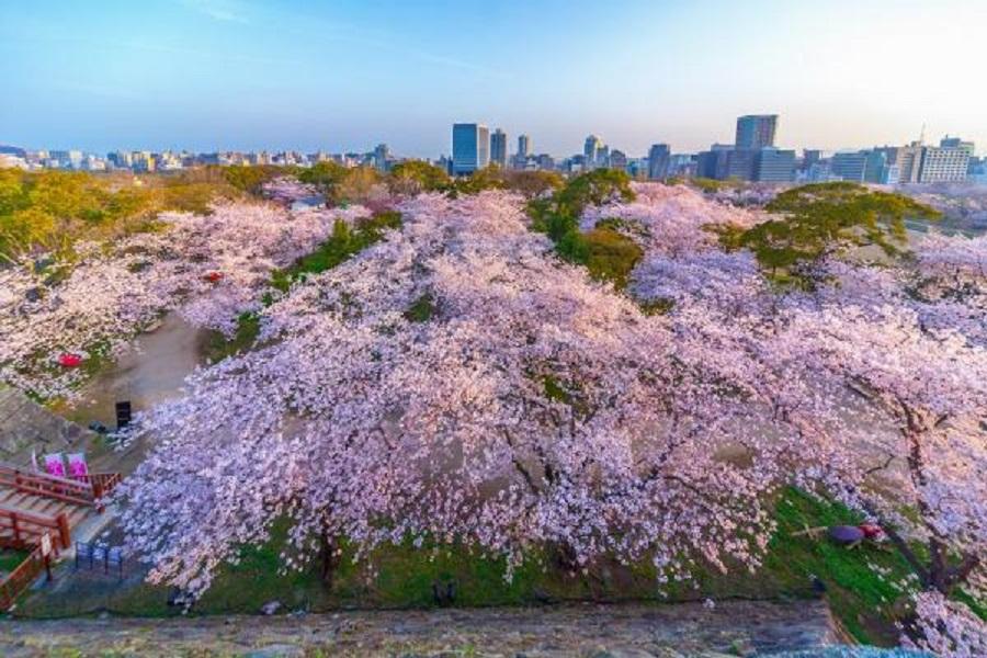 【鹿兒島福岡櫻花祭】忠元公園、玉手箱列車、熊本部長辦公室、舞鶴公園5日