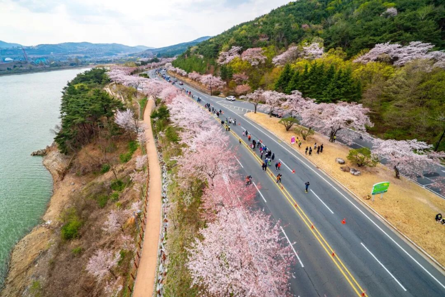 【2025慶州櫻花馬拉松】鎮海櫻花戀、海洋列車、千年古都巡禮5日