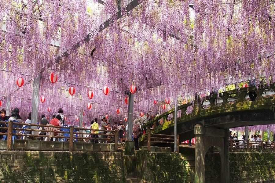 【長崎紫藤季】柳川水鄉、熊野神社、太宰府旅人、稻佐山夜景、雙溫泉4日