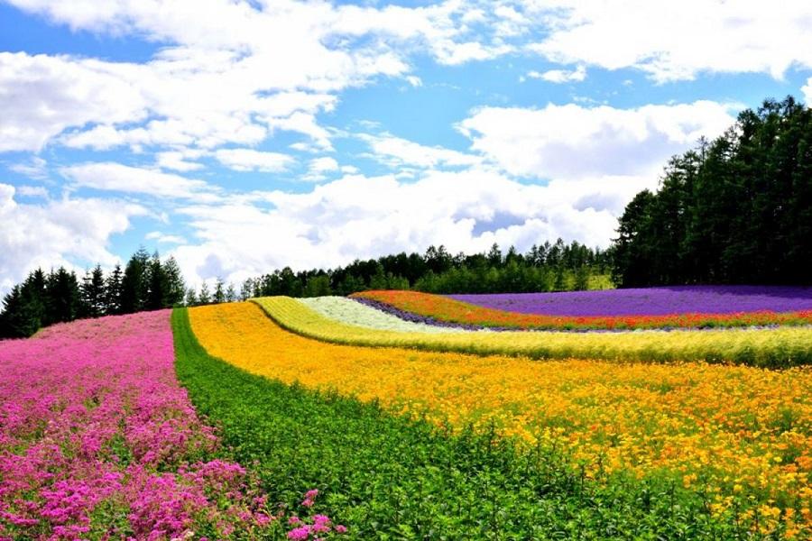 【北海道夏季物語】花田饗宴.函館夜景.富田農場,四季彩之丘.採果樂6日