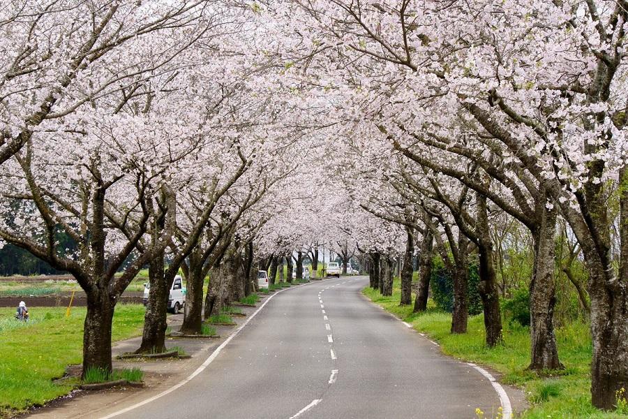 【超值南九州櫻花祭】幸福摩艾像、母智丘公園、垂水公園、櫻島砂浴5日