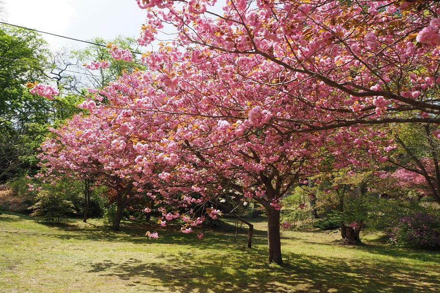 【北海道櫻花情事】松前公園.有珠善光寺公園.青葉ヶ丘公園.圓山公園5日