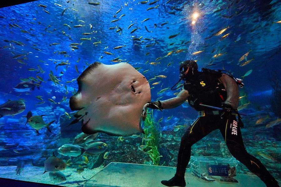 【德意釜項邱】漫步雲端天空步道、相生之手、前山觀景纜車、水族館5日