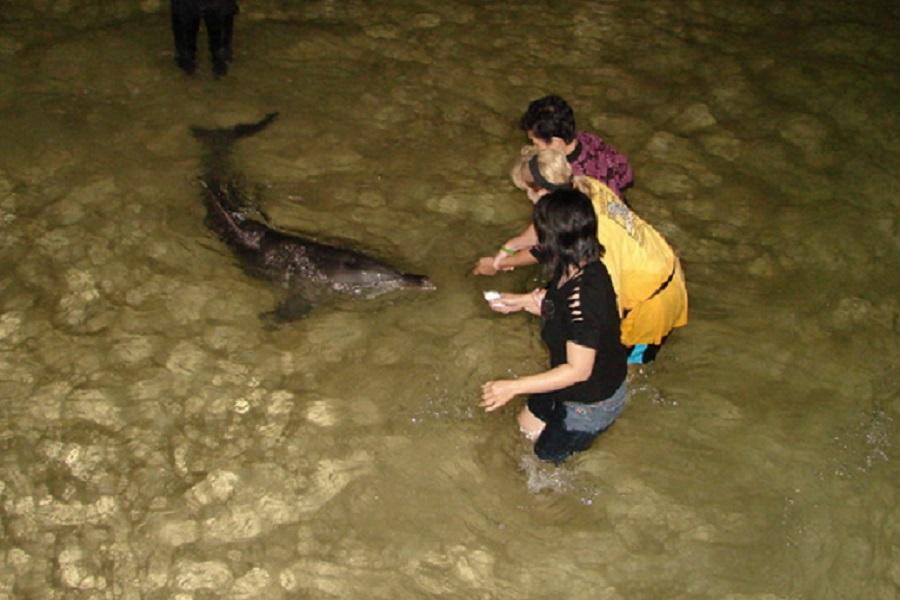 【國泰港龍知旅】黃金海岸 海豚島.澳式農莊6日