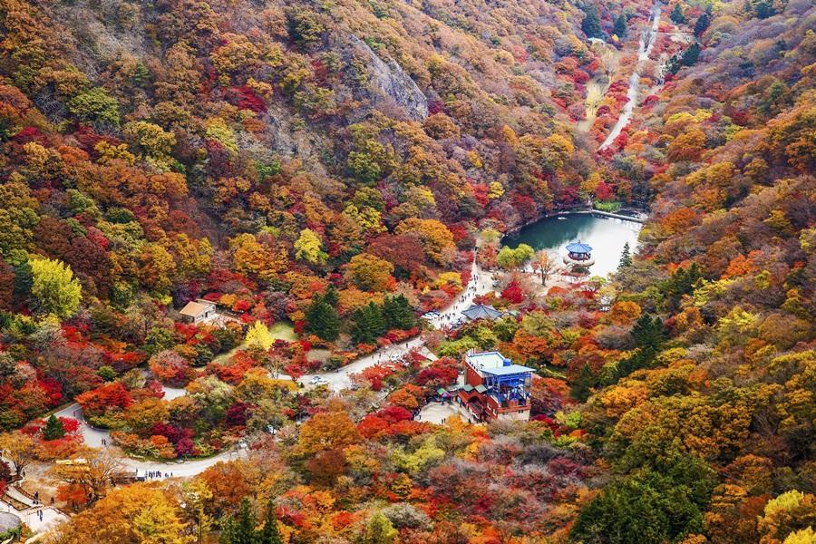 【升等飯店】釜山追楓內藏山、八公山纜車、全州韓服體驗、龍蝦一隻雞5日