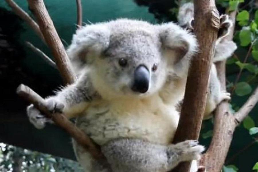 超值雪梨5日悠遊行~塔隆加動物園、雪梨歌劇院、雪梨大學 (5天4夜)