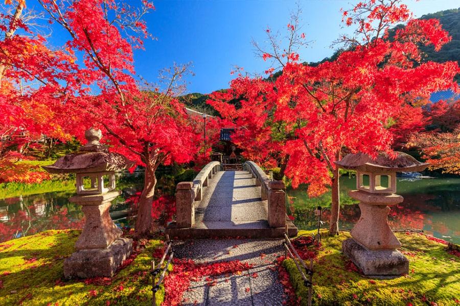 【丹後楓光】京都夜楓.錦市場.姬路.天橋立.伊根灣.嵐山.大阪5日