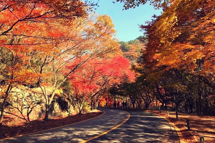 楓之釜~內藏山、八公山纜車、金井山城、韓服遊韓屋5日《不進人蔘、保肝》