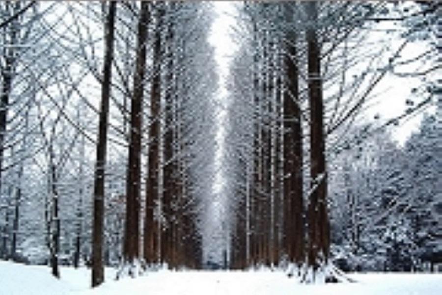 【一日自由活動+二晚鬧區】韓妞好自遊~南怡島、雪場滑雪、傳統汗蒸幕5日
