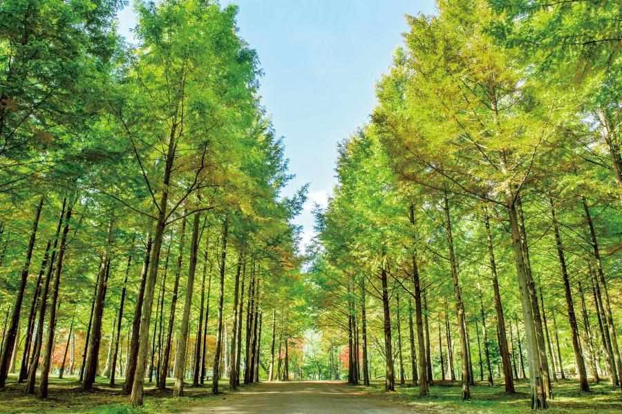 時尚好咖～浪漫南怡島、北村韓屋村、網美咖啡、下午茶、大型超市５日