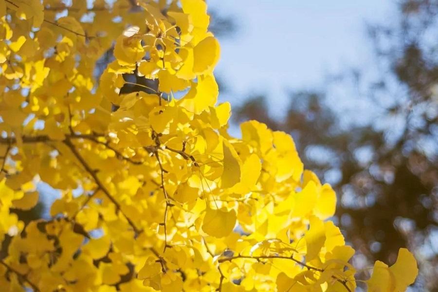 【秋意上貴州】黃果樹瀑布、織金洞、萬峰林、紅楓湖、妥樂銀杏金黃誘惑8日