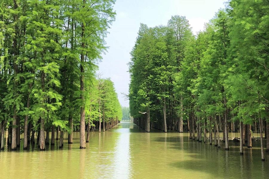 【鼠來寶】隱水洞、洞庭湖、夢里水鄉、兩壩一峽武漢8日