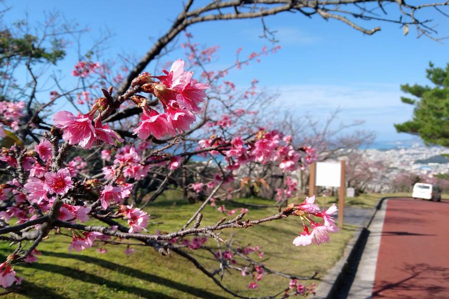 【沖繩金兔喜迎春】名護賞櫻、美麗海水族館、和牛無限暢吃四日遊