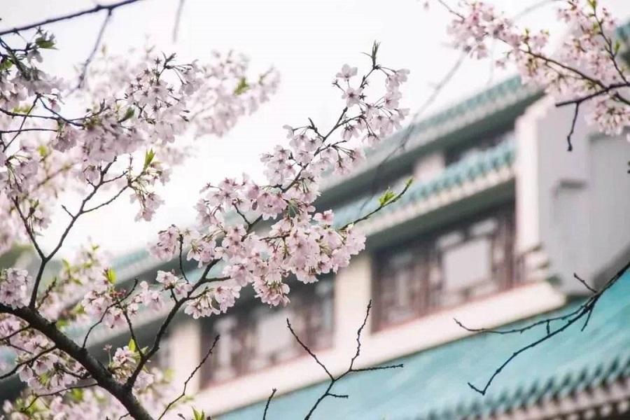 【那年花開湖北時】清涼寨杜鵑、沙洋油菜花、武漢大學&東湖櫻花8日