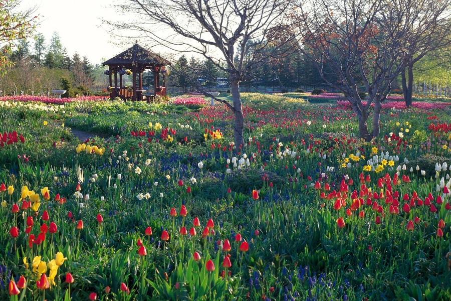 【春遊北海道東】阿寒湖破冰船體驗.紫竹花園.摩周湖.釧路幣舞橋5日