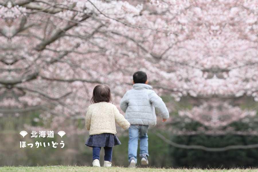 【北海道函館夜櫻花】小樽和菓子DIY、圓山動物熊牧場、粉櫻野餐行5日