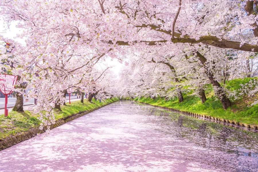 【北海道+青森~雙城櫻姿】松前城&弘前城.新幹線.函館.十和田遊船6日
