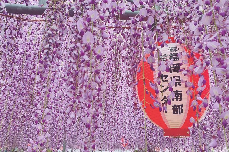 【紫藤熊樂九州】黑木大藤、南阿蘇鐡道、高千穗峽、湯布院、柳川扁舟5日