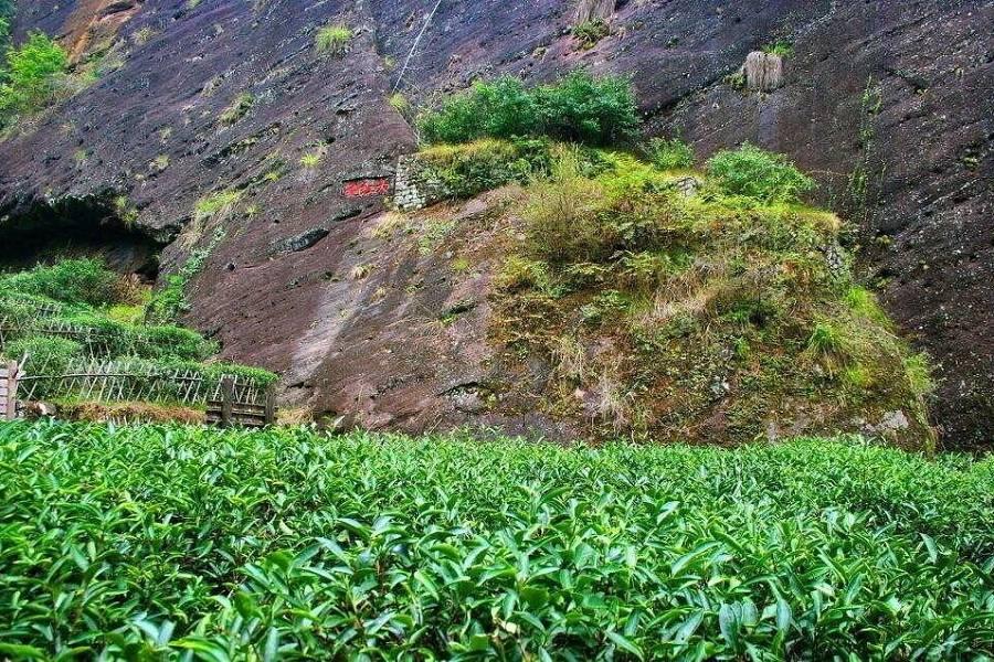 【松山直飛福州】福州高鐵來回武夷山茶文化深度之旅五日